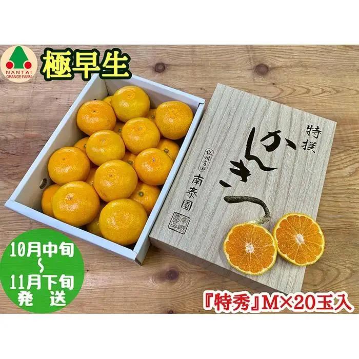 極早生 有田 みかん 化粧箱 小箱 特秀 M サイズ 20玉入 南泰園 和歌山 有田みかん