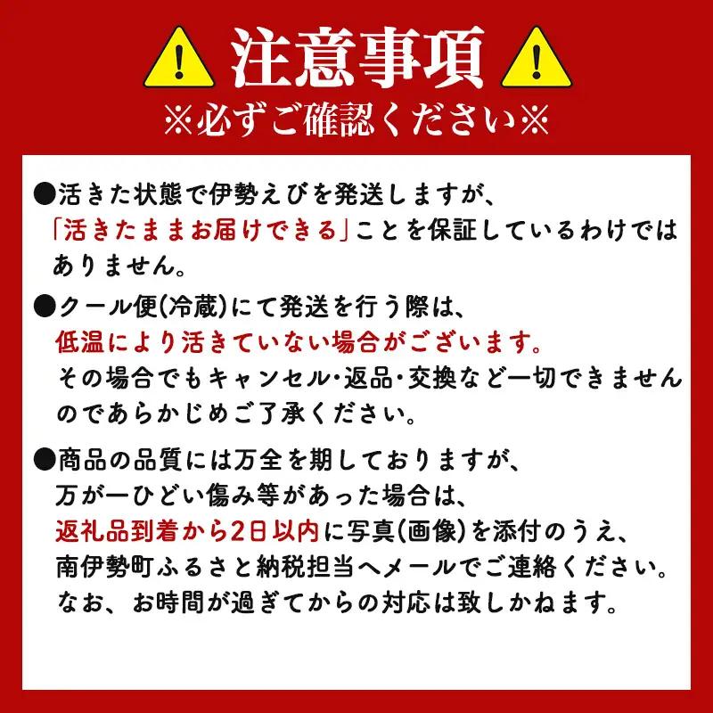 刺し身 伊勢海老 1尾 約600〜800g 刺し身