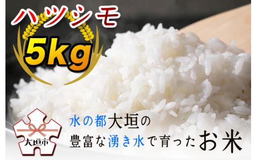【秋の大感謝祭開催中！飛騨牛が抽選で当たる】ハツシモ５kg　～水の都大垣の豊富な湧き水で育ったお米 ～