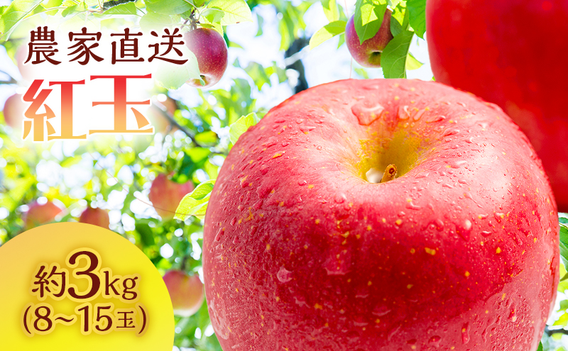 サイキチ農園 紅玉 約 3kg (8～15玉) 青森県鰺ヶ沢町産 りんご リンゴ  フルーツ 果物 果物類 林檎 