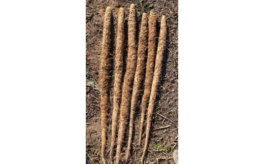 常滑ハッピー自然薯　約1kg｜自然薯 芋 山芋 長芋 とろろ 滋養強壮 野菜 健康 産地直送 お取り寄せ 愛知県 常滑市