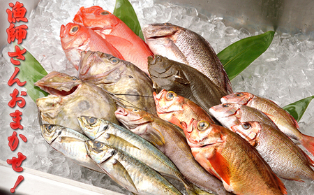 鮮魚 魚介 光勝丸 漁師さんのおまかせセット 宮城県亘理町