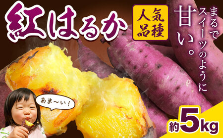 ★2026年12月から出荷★厳選 紅はるか 5kg しょうた農園《12月上旬-3月末頃出荷》福岡県 鞍手町 紅はるか さつまいも 芋 いも イモ サツマイモ