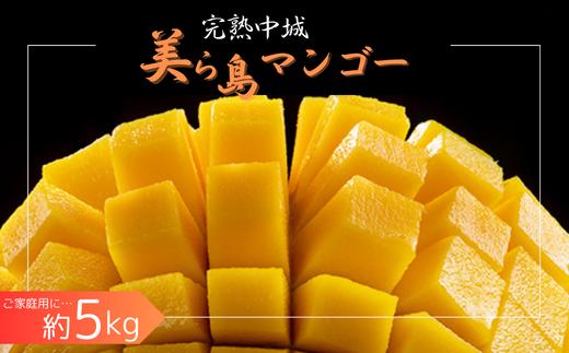 
            【2025年夏季出荷】 完熟中城美ら島マンゴー（優品） 約5kg　沖縄県産 特産品マンゴー アップルマンゴー 家庭用 大容量 季節限定 果物 フルーツ スイーツ マンゴージュース マンゴーソルベ
          