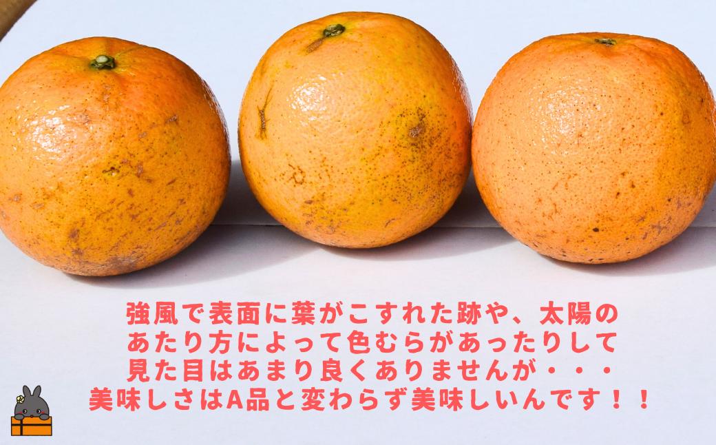 肉厚の皮の表面にキズや色むらがございます。