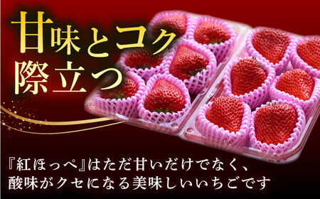 【先行予約】　超特大玉いちご 完熟 紅ほっぺ (350g×4パック) いちご 果物 フルーツ 愛西市/はしもと園芸[AECD002]