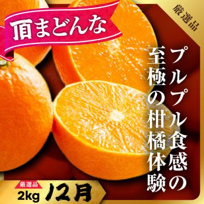 ふるさと納税 八幡浜市 【発送月固定定期便】美味しい柑橘【みかん・まどんな・ニューサマーオレンジ】【G31-44】全3回 |  | 03
