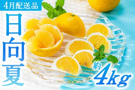 AA098.いわくま果樹園の「日向夏」約4kg／2027年4月発送予定