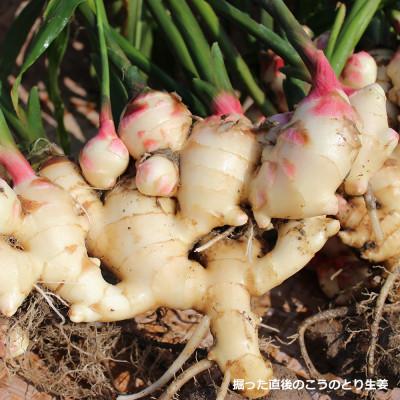 ふるさと納税 豊岡市 【兵庫県豊岡市】無添加はちみつ生姜500g×1個 |  | 03