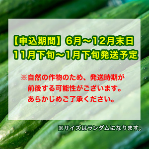 【0113906a】牧内農園の白いぼきゅうり(計5kg・小分けパック) 野菜 やさい サラダ 胡瓜 キュウリ 漬物 ピクルス 小分け 大容量 期間限定【牧内農園】