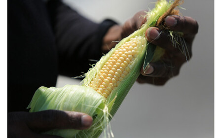 ベビーコーン 約5kg [ラハマン農園 山梨県 中央市 21470819] トウモロコシ とうもろこし ベビーコーン ヤングコーン 期間限定 季節限定 数量限定 産地直送 【2026年5月上旬～6月上