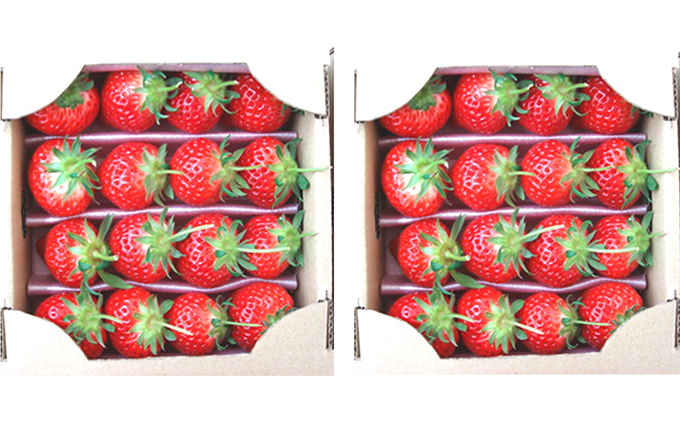【1月～順次発送】さぬきひめ苺　つる付き約400g×2箱 果物類 いちご イチゴ