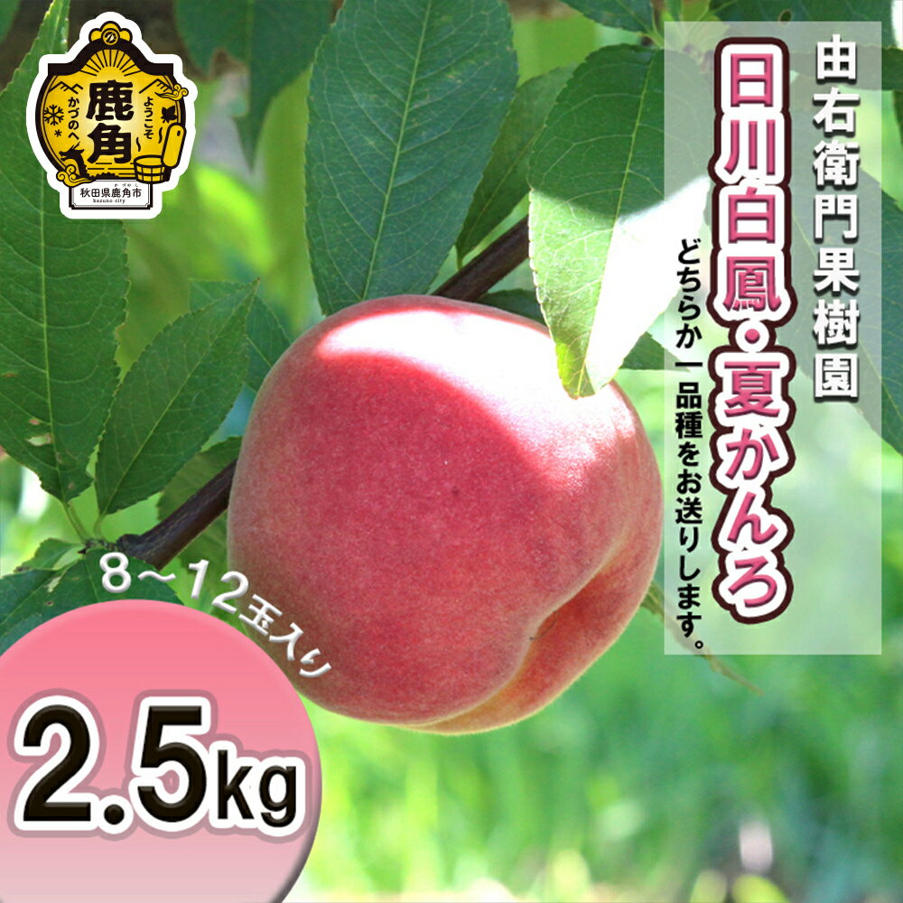 【ふるさと納税】 桃 《 先行予約 》 早生桃 「 日川白鳳 / 夏かんろ 」約 2.5kg ( 8～12玉入り ) 秋田県産 桃 もも モモ お盆 お見舞い 完熟 国産桃 お歳暮 贈り物 贈答用 グルメ ギフト 故郷 秋田 あきた 鹿角市 鹿角 東北 北限 旬 送料無料 【由右衛門果樹園】