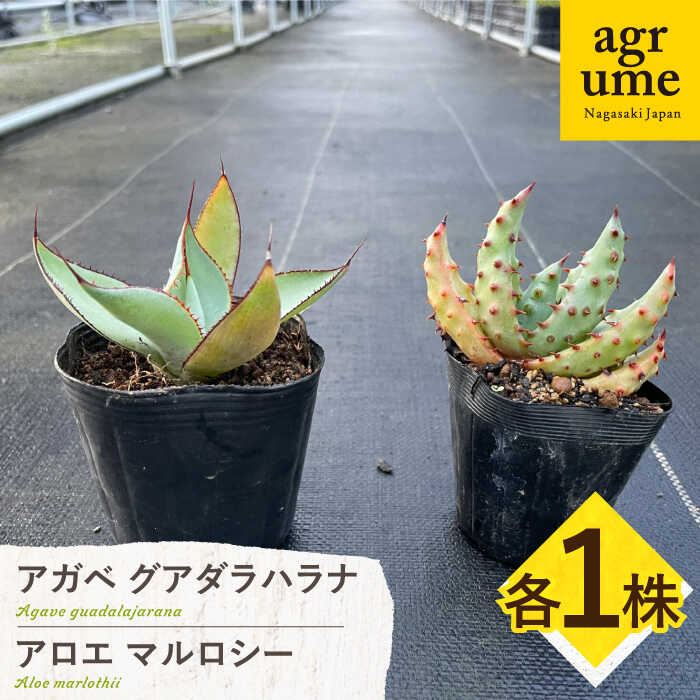 【ふるさと納税】アガベ グアダラハラナ ＆ アロエ マルロシー 各1株 Agave guadalajarana ＆ Aloe marlothii 長与町/アグリューム[EAI201]