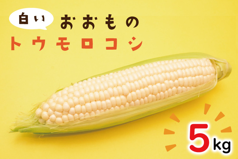 
            【6月下旬より発送】白いおおもの(トウモロコシ)5kg【とうもろこし コーン 野菜 やさい 夏野菜 糖度 真っ白 純白 期間限定 水戸市 茨城県】（AY-6）
          