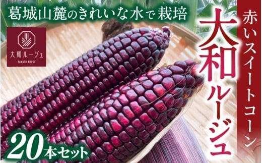 
                  先行予約 奈良県産 大和ルージュ 計20本 令和8年産 【2026年7月中旬～10月中旬順次発送】／ スマイル葛城農業 大和ルージュ 奈良 葛城市 とうもろこし トウモロコシ コーン スイート 美味い あかい 甘い 野菜 産直 新鮮 旬 茹で スープ サラダ グリル 名産 健康 美容 栄養 ふるさと納税 人気 家族 ギフト 奈良県 葛城市【smlk039】
                