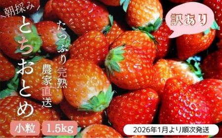 【2026年1月より発送】いちご専門農家直送！朝摘み収穫したて小粒完熟とちおとめ 1.5kg ジャム用におススメ！ ／ いちご 苺 イチゴ とちおとめ 完熟 果物 フルーツ 予約 先行予約 茨城 茨城県 利根町