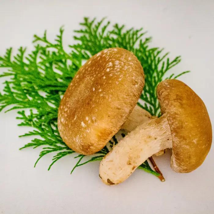「奥出雲椎茸」秀品 箱入 2kg 【椎茸 生しいたけ 2kg 肉厚 収穫直後 サイズ混合 新鮮 旨味たっぷり 菌床栽培 国産 きのこ キノコ 野菜 料理 食品 産地直送 自宅用】