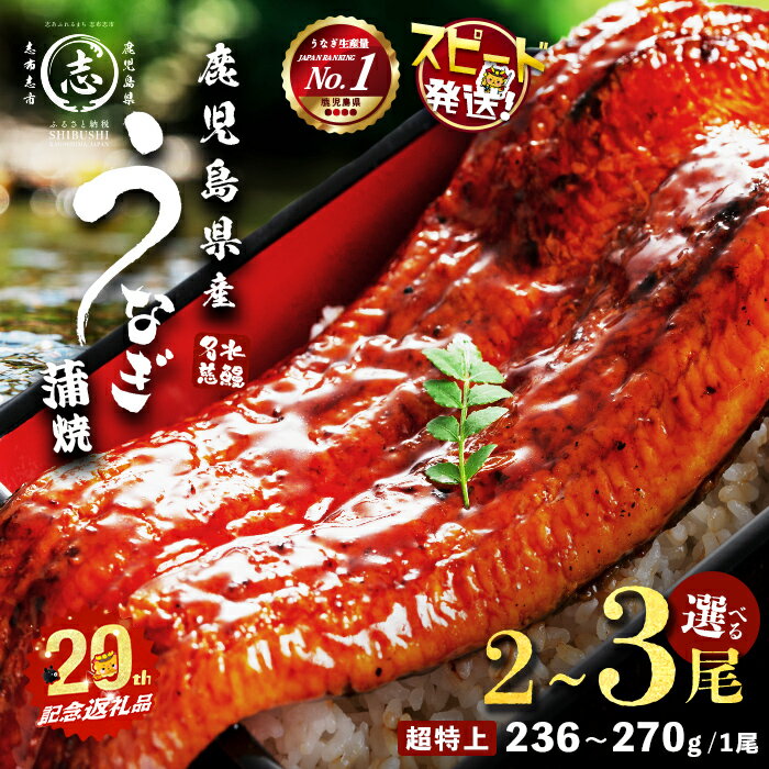 【ふるさと納税】【10営業日以内に発送】【内容量が選べる！】鹿児島県産うなぎ蒲焼 名水慈鰻 超特上 2～3尾 (計500g～750g以上・1尾あたり236~270g) たれ・山椒付き うなぎ 鰻 ウナギ 超特大 2尾 3尾 かばやき うな重 冷凍 国産【志布志市制20周年記念】【鹿児島鰻】