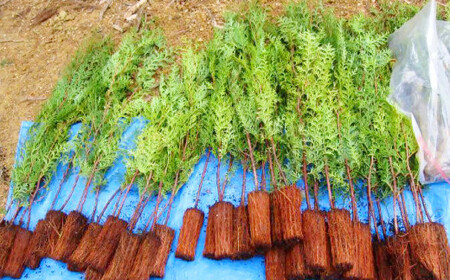 【返礼品なし】岡山県奈義町の取り組みを全国へ！奈義町で行う『少花粉スギ・ヒノキ』植樹を応援してくださる皆さまからの温かいご支援をよろしくお願いいたします。 寄附のみ 岡山県 奈義町 寄附 応援