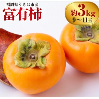 ふるさと納税 うきは市 【先行予約】西見柿農園 富有柿 9玉から11玉(約3kg)【2026年11月上旬より順次発送予定】