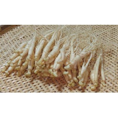 ふるさと納税 長野県 生高麗人参 2年生 太物 約200g【 栽培期間中低農薬 】信州産 朝鮮人参 国産