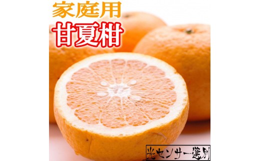 
            ［先行予約］家庭用 甘夏柑10kg+250g（傷み補償分）［初夏のみかん・旬の果物］［有田産］［光センサー食べ頃出荷］［わけあり・訳あり］［IKE76］
          