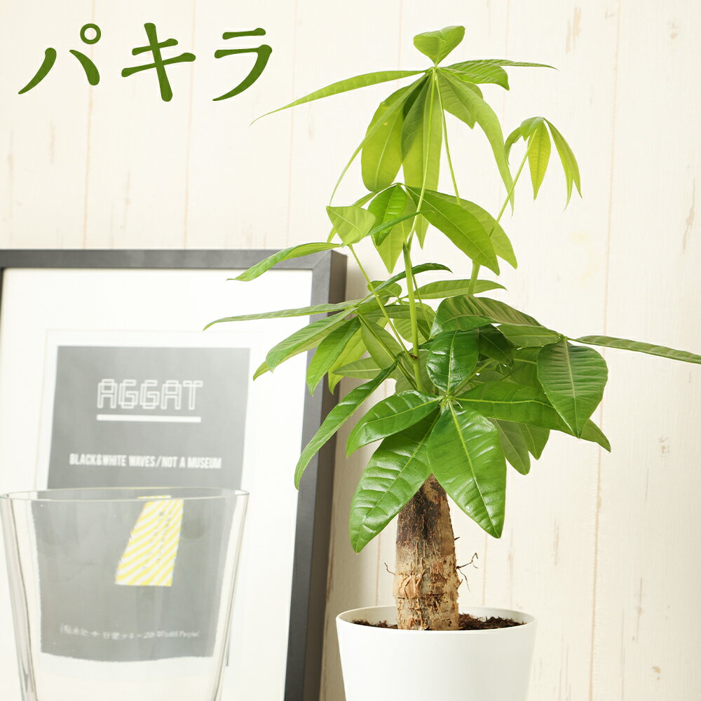 【ふるさと納税】パキラ 1鉢 植物 観葉植物 グリーン インテリア 熊本県 高森町 送料無料