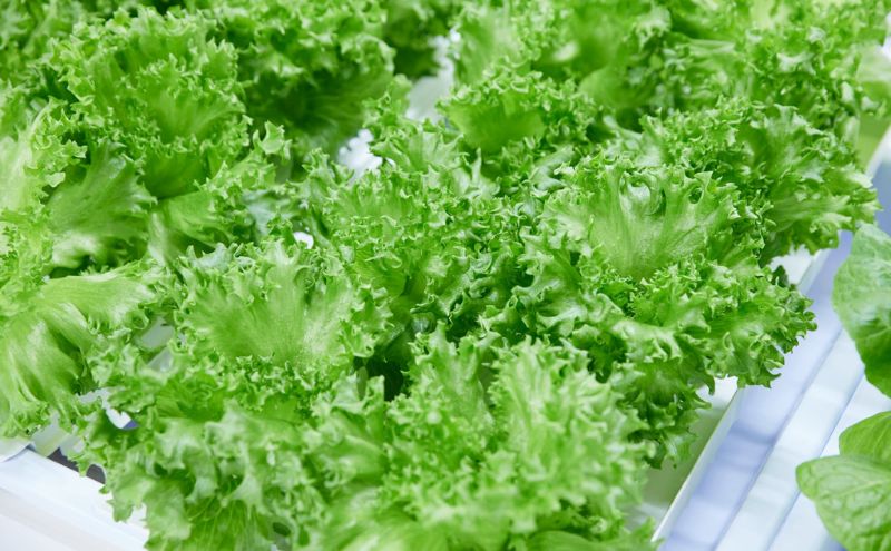 チケット 東京 【2/11(水・祝)開催】FARM HANEDA見学会チケット 見学 収穫 体験 体験チケット 植物工場 野菜 栽培 レタス ラディッシュ サラダホウレンソウ 大田区 東京都