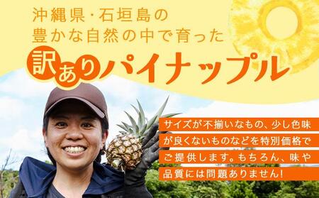 KABIRA パイナップル 訳あり ご家庭用 約3kg 4種のパインからお任せ ＜2026年6月から発送＞ | 石垣 パイン MF-002