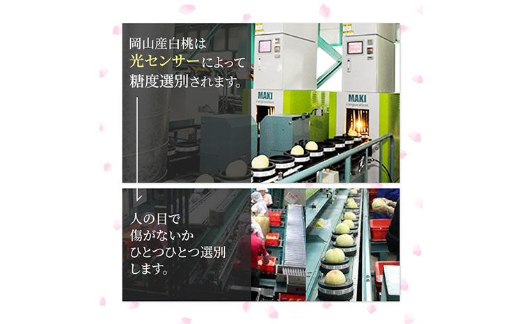【先行予約】岡山白桃ロイヤル 3玉 計約900g 橋田商店有限会社《7月上旬-8月中旬頃出荷》 岡山県 浅口市 岡山県産 もも フルーツ 果物 くだもの 白桃 送料無料 ---124_c3761_7a