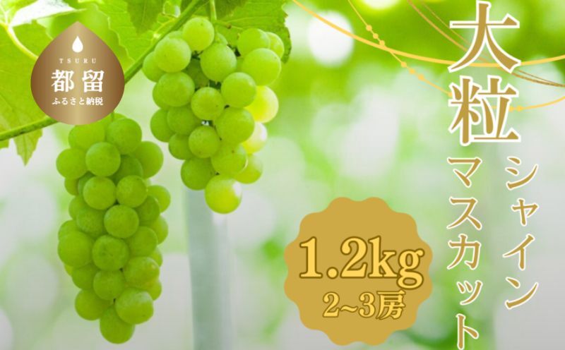 【2025年 先行予約】山梨県産　シャインマスカット 1.2kg (２房～3房) フルーツ 人気 甘い 糖度 山梨 大粒 種無し 種なし 山梨 やまなし 山梨県産 葡萄 ブドウ フルーツ 果物 くだもの シャイン マスカット ぶどう デザート スイーツ
