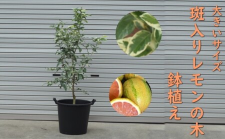 植物 レモン 斑入り レモンの木 ピンクレモネード 鉢植え 黒プラ45cm ガーデニング 配送不可:北海道、沖縄、離島 