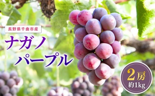 【2026年先行予約】ぶどう 家庭用 ナガノパープル 約1kg 2房 ｜ 葡萄 赤ぶどう フルーツ 果物 千曲市 長野県産 信州