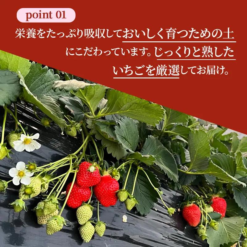 いちご 奈乃華 古都華 奈良県産 いちご【270g×2パック】【定期便2回】【先行予約】
