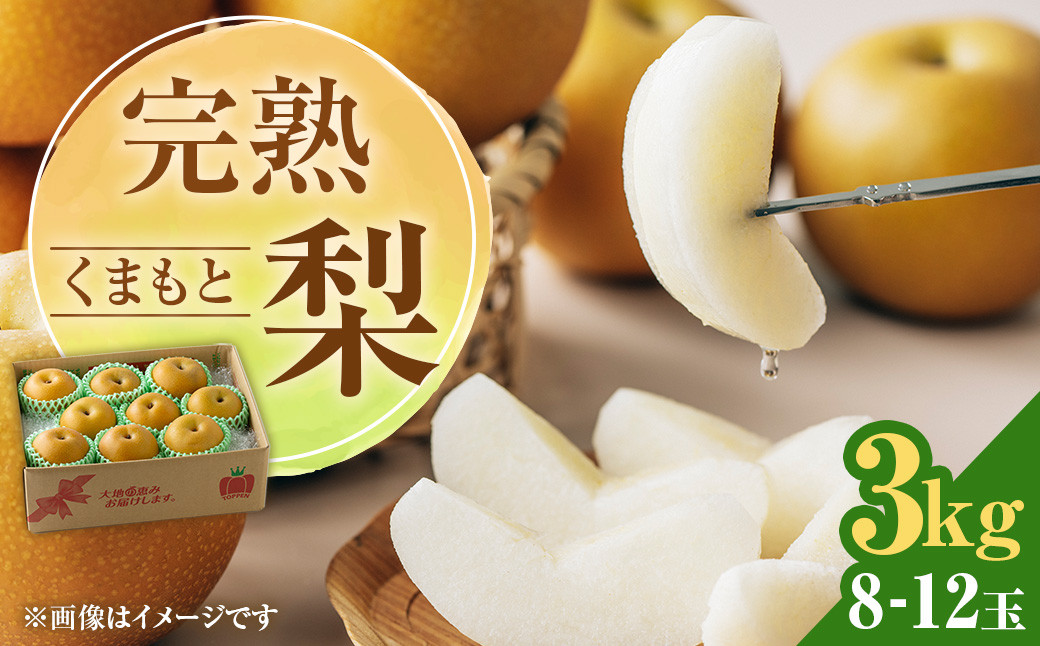 
            【2026年8月下旬発送予定】 完熟 くまもと梨 3kg 果物 フルーツ なし
          