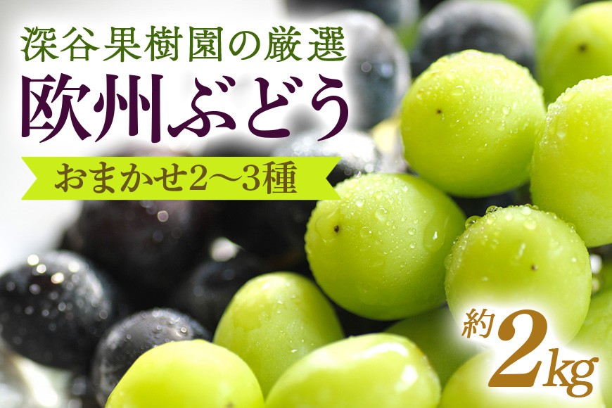 
            深谷果樹園の厳選！欧州ぶどうのおまかせ2～3種（約2kg）
          