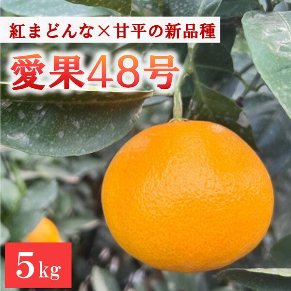 【ふるさと納税】【2026年3月発送予定】愛果48号 5kg 農園直送 みかん 愛媛 人気 数量限定 先行予約 柑橘 伊予市｜C93
