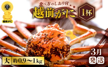 越前がに本場の越前町からお届け！越前がに浜茹で大サイズ（生で約0.9～1kg）×1杯【3月発送】 [e57-x001_03] 越前町 雄 ズワイガニ ボイル 冷蔵 越前がに 越前ガニ 越前かに 越前カニ