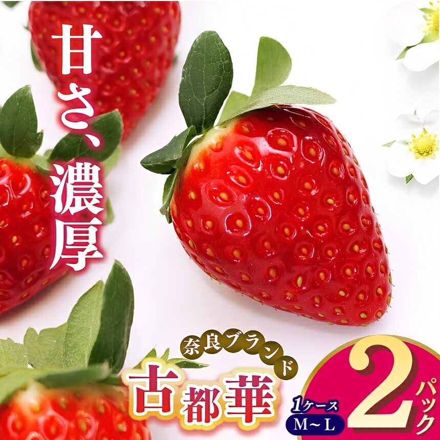 【ふるさと納税】平群の古都華　M～Lサイズ（2パック×1ケース）500g以上 | 先行予約 フルーツ 果物 ブランド いちご 苺 古都華 ことか 甘い 大人気 満足 希少 希少品種 ルビー色 1月 2月 3月 発送 旬 送料無料 濃厚 果汁 産地直送 名産地 奈良県 平群 町 OKADAファーム