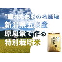 【ふるさと納税】令和6年産 【特別栽培米】隠れたお米の名産地!新潟県五泉産コシヒカリ「南郷米」玄米5kg_ コシヒカリ 米 5kg 玄米 こしひかり こめ お米 げんまい コメ 新潟県産 新潟 特別栽培米 ごはん ご飯 あまい 産地直送 贈答 ギフト プレゼント 送料無料 【1447516】