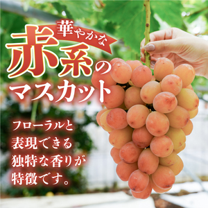 クール配送 山梨県限定品種 サンシャインレッド 合計1.2kg以上【2026年発送】（MS）D-127 ぶどう フルーツ