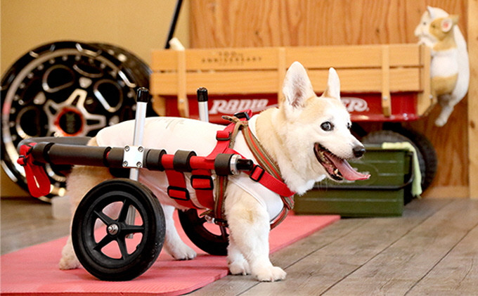 
中型犬用二輪車椅子（背丈33～65cm　体重22キロ以下）【！寄附前に事業者へ相談必要！】
