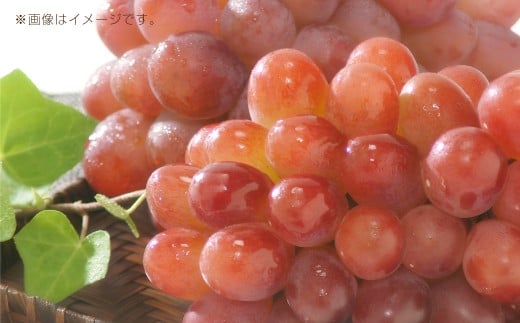 岡山県産紫苑 2房 約1.2kg【2025年11月上旬-11月下旬迄発送予定】【葡萄 ぶどう ブドウ フルーツ 果物 岡山県 倉敷市 おすすめ 人気】