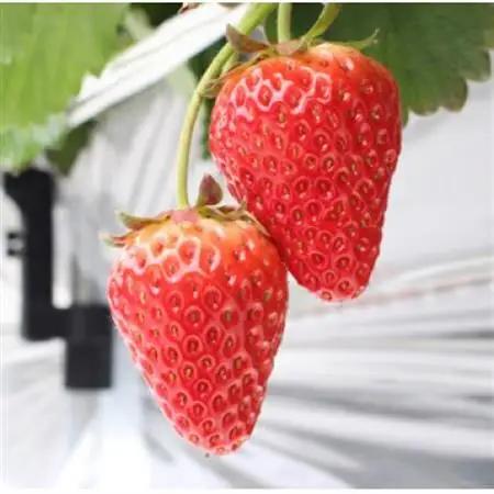 宇川農産「いちご狩り」入園券(大人1名)【1571477】