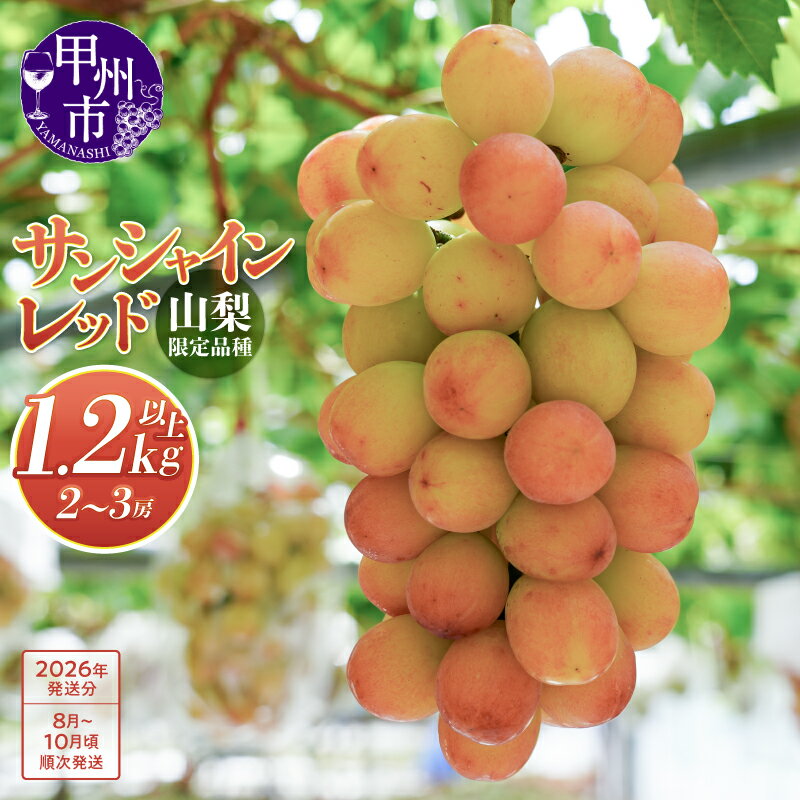 【ふるさと納税】 サンシャインレッド 2026年 先行予約 1.2kg以上 8月 9月 10月 発送 2〜3房 数量限定 山梨県限定 甲州市産 希少 新鮮 産地直送 果物 フルーツ ぶどう 葡萄 甘い 大きい 果実 くだもの 皮ごと 種なし クール便 冷蔵 【D-127】 （MS）