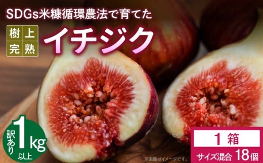 SDGs米糠循環農法で育てた樹上完熟イチジク　訳あり品1キロ以上（サイズ混合18個）【産地直送2025年8月より順次出荷】_SDGs 米糠循環農法 樹上完熟 イチジク 訳あり品 1キロ 以上 サイズ 混合 18個 農家直送 露地栽培 桝井ドーフィン ドライフルーツ ジャム スムージー 福岡県 久留米市 酒見農産 お取り寄せグルメ お取り寄せ 送料無料_Gv042
