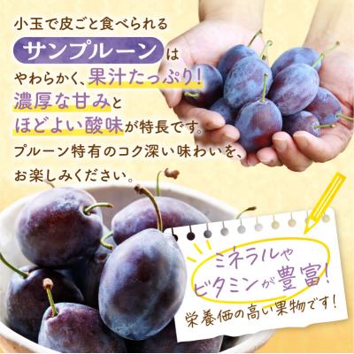 ふるさと納税 余市町 【先行受付:2026年9月中旬以降発送】余市産 生プルーン 1.6kg_Y127-0018 |  | 02