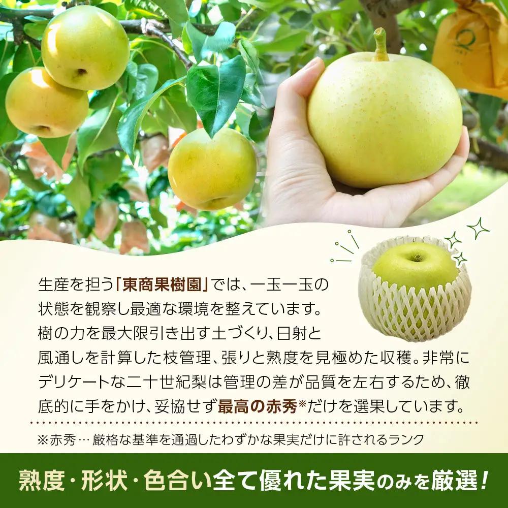 二十世紀梨 3kg 先行予約 数量限定 梨