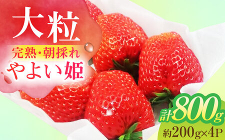 朝摘み 愛知県産 大粒 完熟やよい姫 約200g×4パック いちご やよい姫 完熟 愛西市/くぼ苺農園[AECJ004]